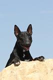 BULL TERRIER 052